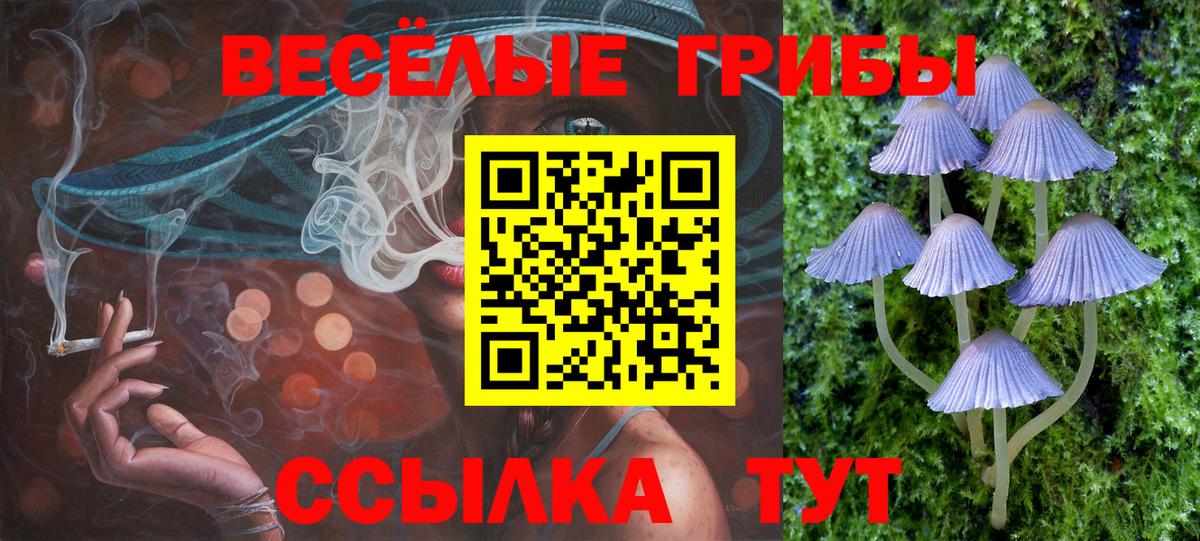 Псилоцибиновые грибы Psilocybe  Вход с VPN  Кропоткин 